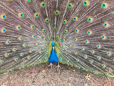 Edenham profile photo