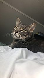 Sambatz13 profile photo