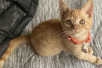 Sageaysel profile photo