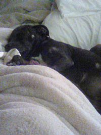 1Person1Puppy profile photo