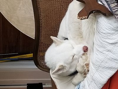 Evananddog profile photo