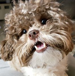 My02Pups profile photo