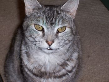 Nygirl profile photo