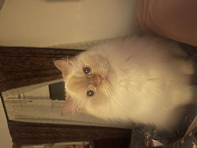 Pinest profile photo