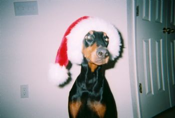 Dobe profile photo
