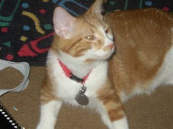 Calliecat profile photo