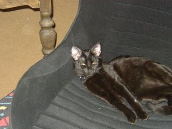 Calliecat profile photo
