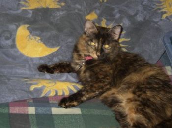 Calliecat profile photo