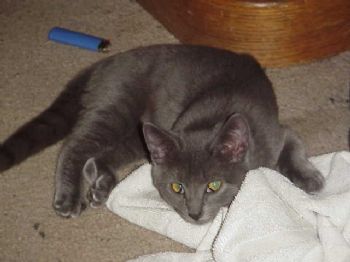 Rhapsodygrey profile photo