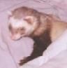 Ferretj8_Aol profile photo