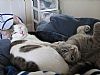 Leahandpets room listing photo