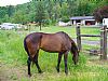 Countryboy1 room listing photo