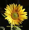 Blossomracer profile photo