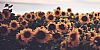 Nilzofthesun profile photo