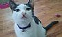 Sassycat profile photo