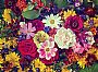 Sunflower17 profile photo