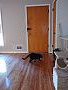 Carolele room listing photo