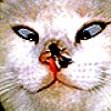 Scarygldfish profile photo