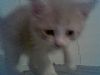 Mekitten profile photo