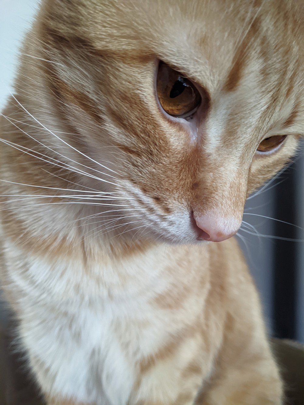 Leo profile photo