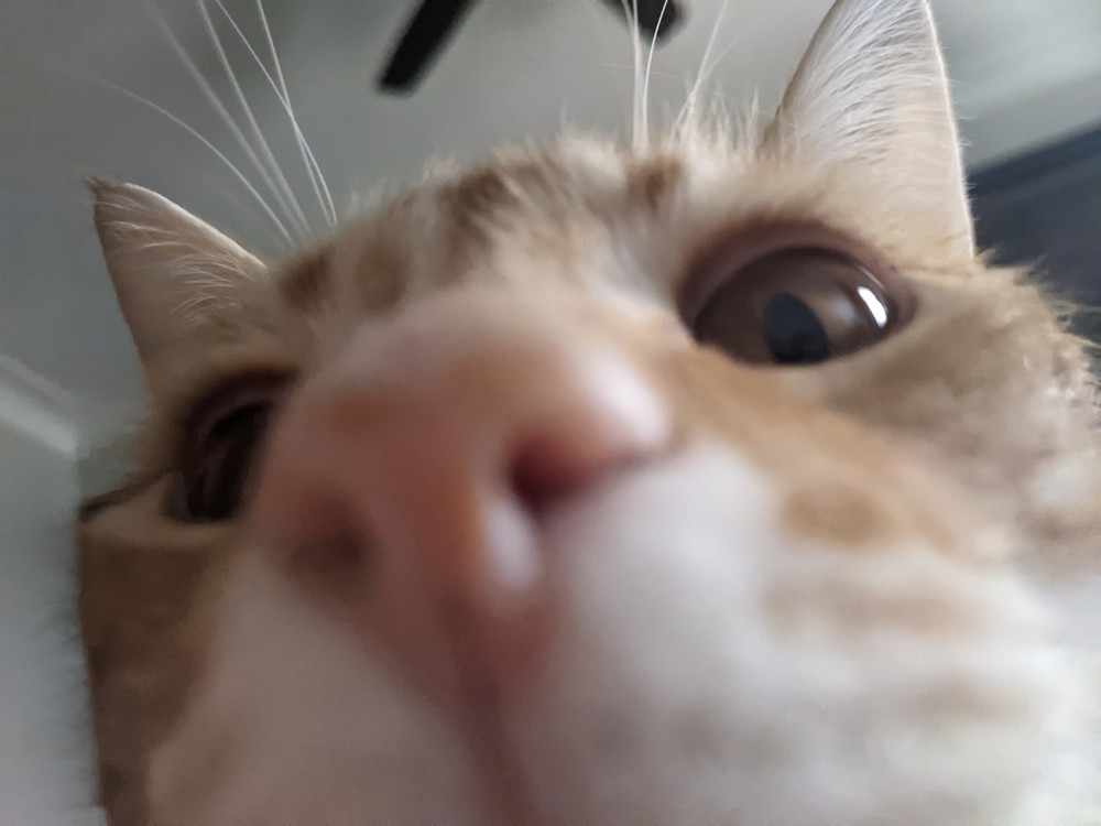 Leo profile photo