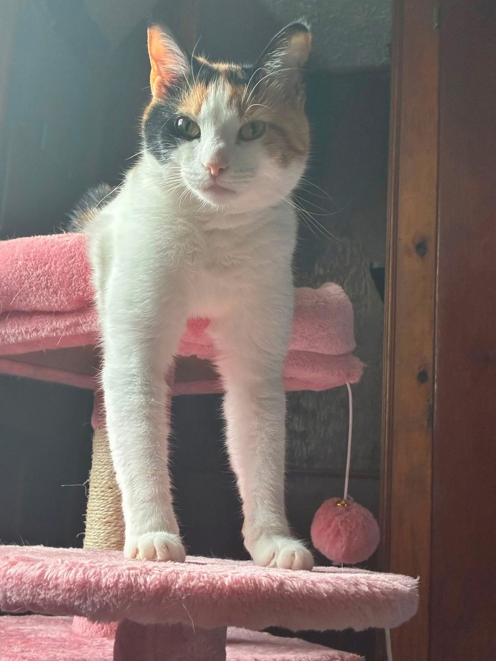 Sheila profile photo